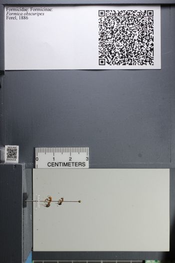 Media type: image;   Entomology 525216